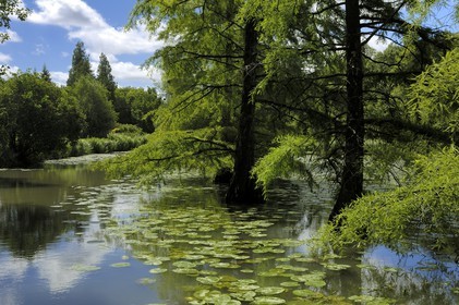 France, Loir et Cher, Chateau de Cheverny park, following cypress on the canal