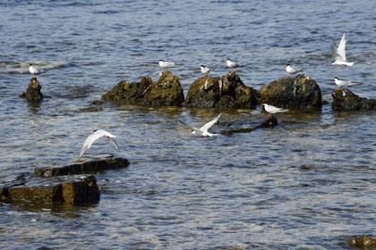 France, Alpes-Maritimes (06), Cannes, Iles de Lérins, Ile Sainte-Marguerite, réserve biologique domaniale, sternes Pierregarin (Sterna hirundo) à la Pointe du Batéguier