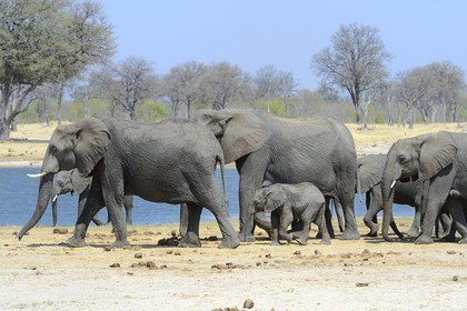 Zimbabwe, Matabeleland North Province, Hwange National Park, wild african elephants (Loxodonta africana) around a pond