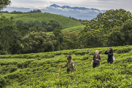 Rwanda, Province de l’Ouest, Gisakura, Parc national de Nyungwe, le garde de African Parks Claver Mtoyinkima guidant des touristes sur la piste des Colobes de Ruwenzori (Colobus angolensis ruwenzorii) pendant un safari à pied dans la forêt tropicale humide naturelle bordée par les plantations de thé, les montagnes de Kahuzi-Biega dans la République démocratique du Congo en arrière plan