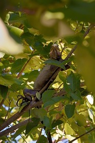 Caribbean, Dominica Island, Portsmouth, the banks of the Indian River, Lesser Antillean iguana (Iguana delicatissima) in a tree