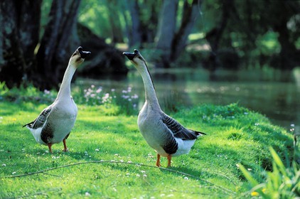 France, Haute-Saône (70), village de Gray, parc de l'hôtel restaurant du château de Rigny