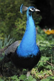 France, Paris (75), le Bois de Boulogne, parc de Bagatelle, paon