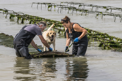 France, Charente-Maritime (17), Ile d'Oléron, Dolus-d’Oléron, les parcs du bassin de Marennes-Oléron dans le Pertuis d'Antioche, Nadia Quillet et son mari Eric retournent des poches de crassostrea gigas dans leurs parcs à huîtres à marée descendante