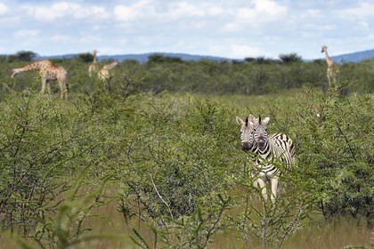 Namibie, région de Oshikoto, Parc National d'Etosha, zèbres de Burchell (Equus burchellii) et girafes (Giraffa camelopardalis)