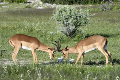 Namibie, région de Oshikoto, Parc National d'Etosha, combat d'impalas à face noire mâles (Aepyceros melampus petersi)