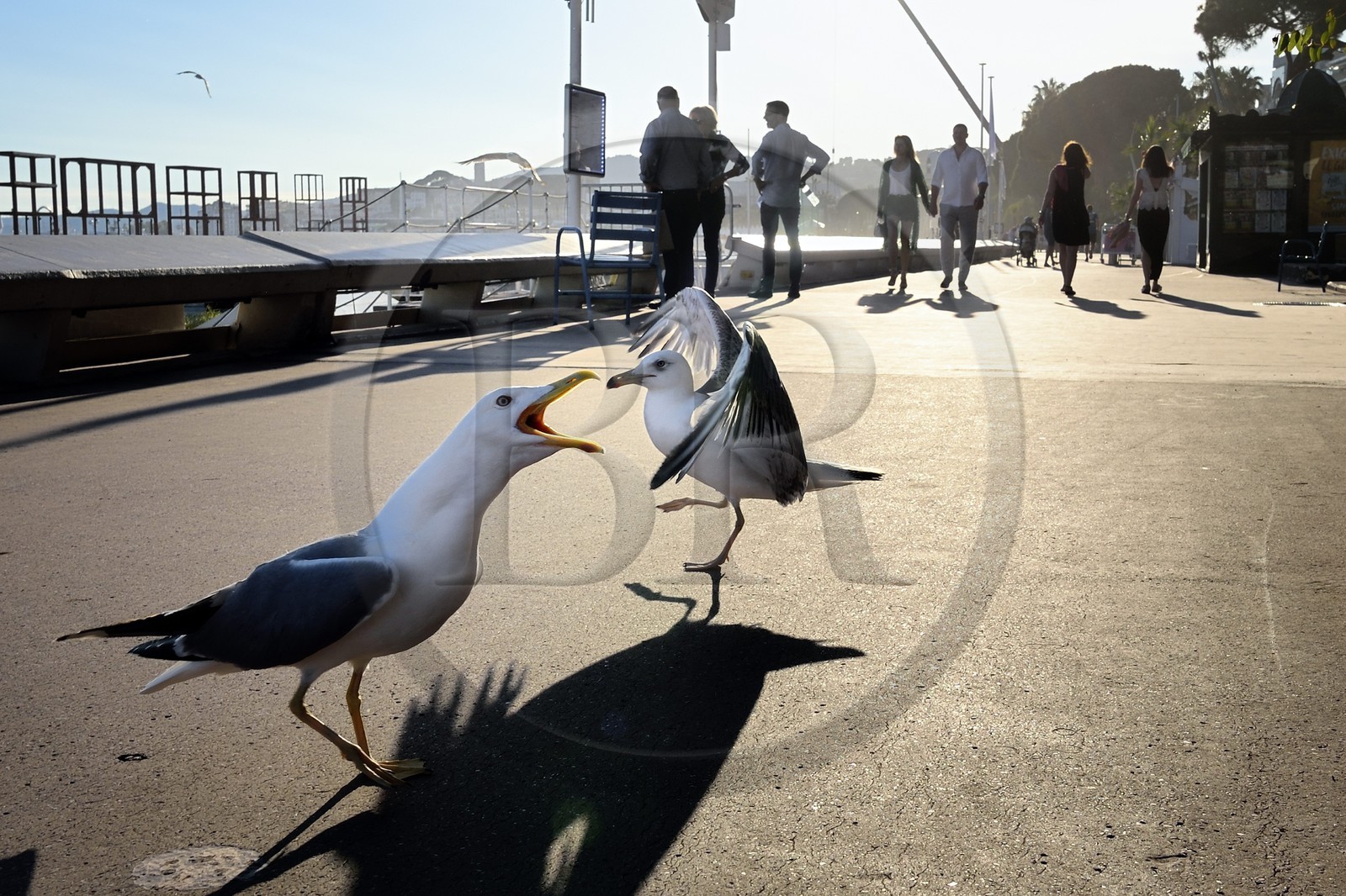 France, Alpes-Maritimes (06), Cannes, goélands et promeneurs sur la Croisette