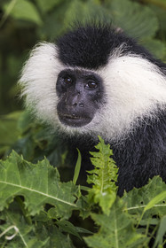 Rwanda, Province de l’Ouest, Gisakura, Parc national de Nyungwe, Colobe de Ruwenzori (Colobus angolensis ruwenzorii) pendant un safari à pied dans la forêt tropicale humide naturelle