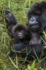 Rwanda, Province du Nord, Parc National des Volcans dans la chaine des Monts Virunga, mont Karisimbi, gorilles des montagnes (Gorilla beringei beringei) du groupe Susa, mère avec son petit de 6 mois