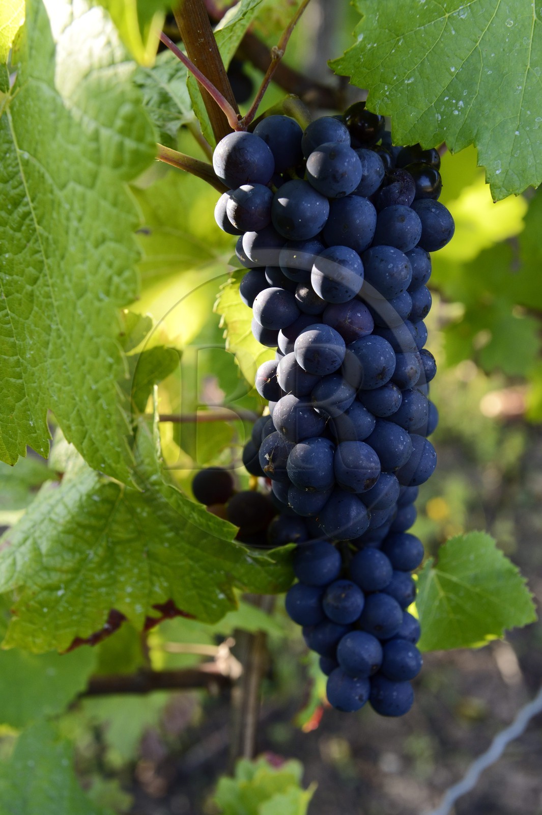 Luxembourg, district de Grevenmacher, région de la Moselle, le vignoble mosellan autour du village de Wintrange (Wintringen)