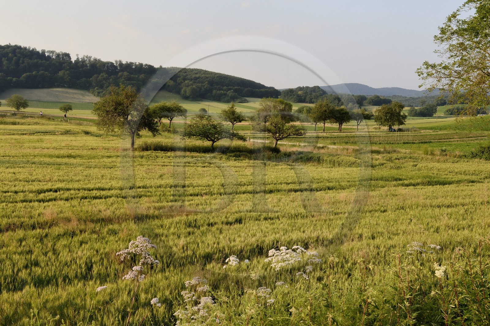 France, Haut-Rhin (68), Sundgau, paysage champêtre vers Winkel