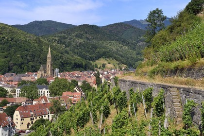 France, Haut-Rhin (68), Route des vins d'Alsace, Thann, vignoble Grand Cru de Rangen qui surplombe la ville de Thann et la collégiale Saint-Thiebaut