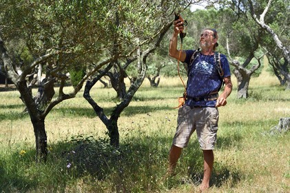 France, Var, Iles d'Hyeres, Parc National de Port Cros (National park of Port Cros), Porquerolles island, National Mediterranean Botanical Conservatory of Porquerolles, Bruno Dernazeau manages the orchards of olive tree collections