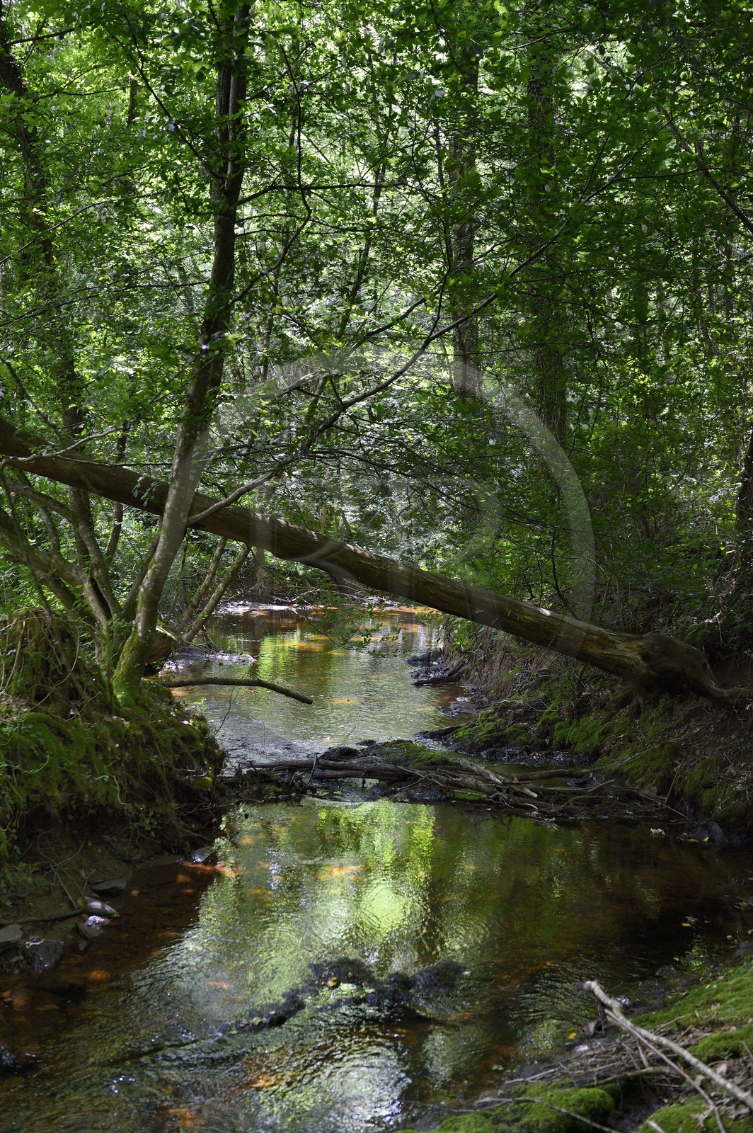 France, Ille-et-Vilaine (35),  forêt de Brocéliande, la vallée de l'Aff France, Ille-et-Vilaine (35),  forêt de Brocéliande, la vallée de l'Aff