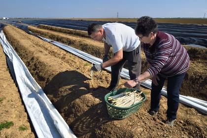 France, Bas Rhin, Fessenheim-Le-Bas, harvest of white asparagus in a field of the Weckel Farm