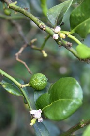 France, Reunion island (French overseas department), Petite-Ile, tropical garden, kaffir lime or Combava (Citrus hystrix) tree, the double leaf, the flower and the fruit