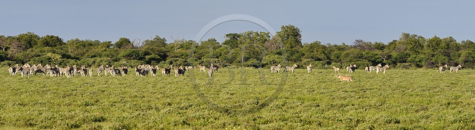 Namibie, région de Oshikoto, Parc National d'Etosha, lionne (Panthera leo) en chasse approchant d'un troupeau de zèbres de Burchell (Equus burchellii)