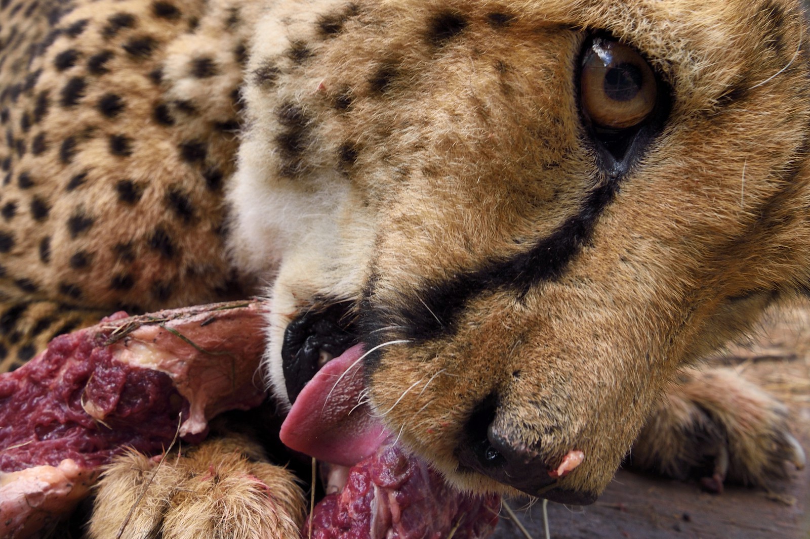 Namibie, Otjiwarongo, Cheetah Conservation Fund, centre de recherche et d'éducation, guépard (Acinonyx jubatus) appelé Mendel
