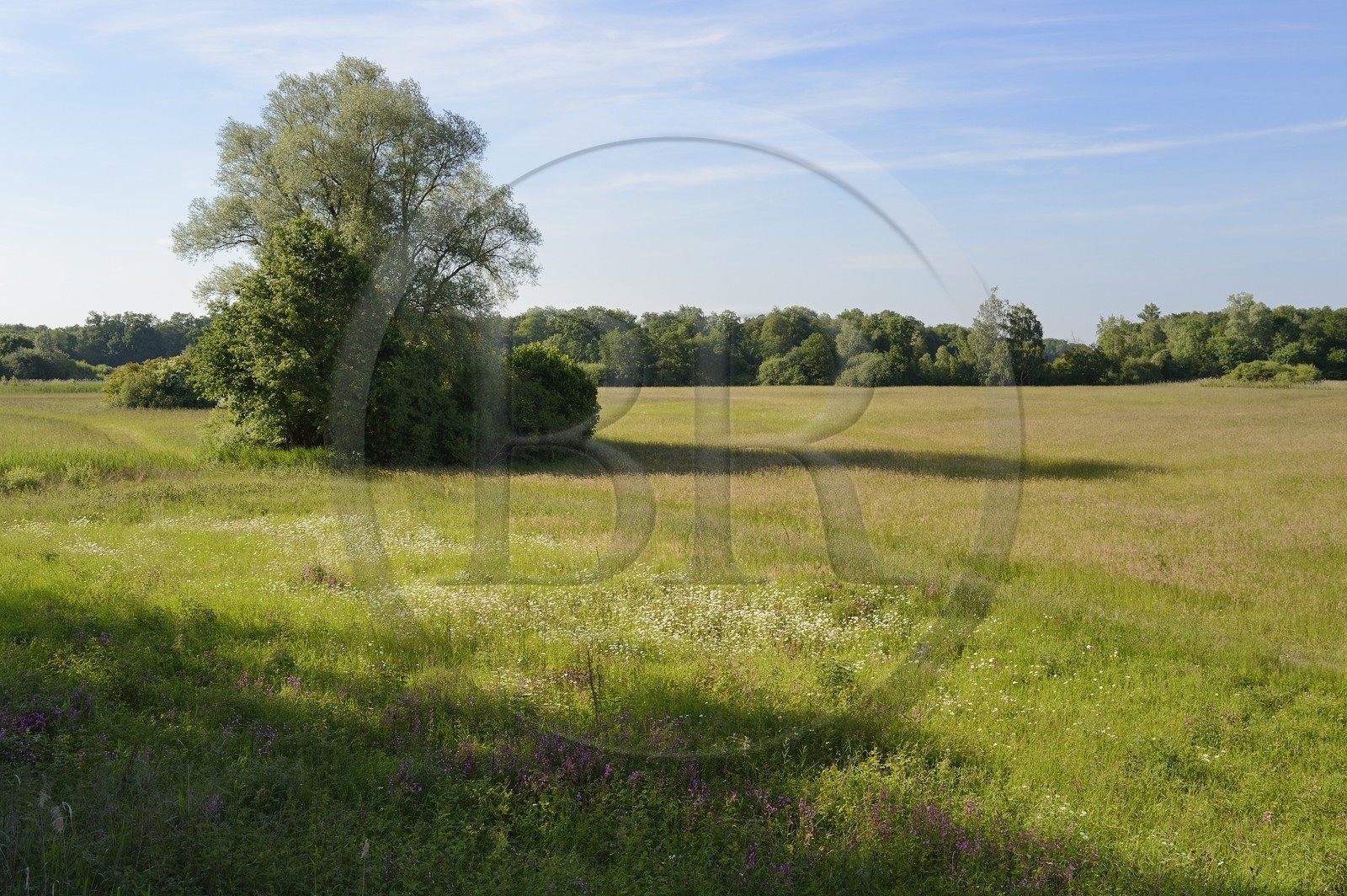 France, Bas-Rhin (67), le Grand Ried vers Herbsheim, la prairie humide