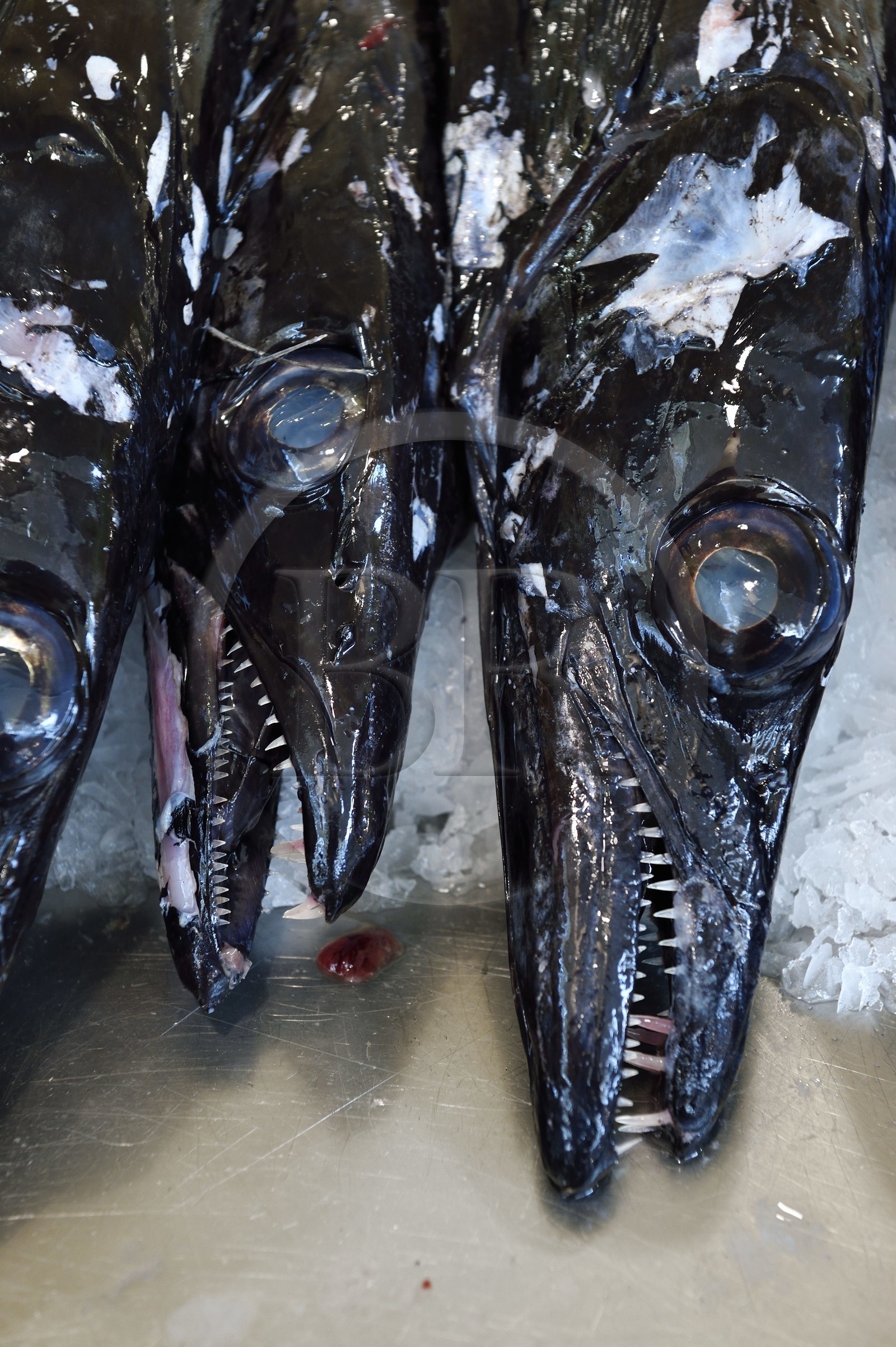 Portugal, Ile de Madère, Funchal, le marché couvert Mercado dos Lavradores, poisson appelé sabre noir (Aphanopus carbo)