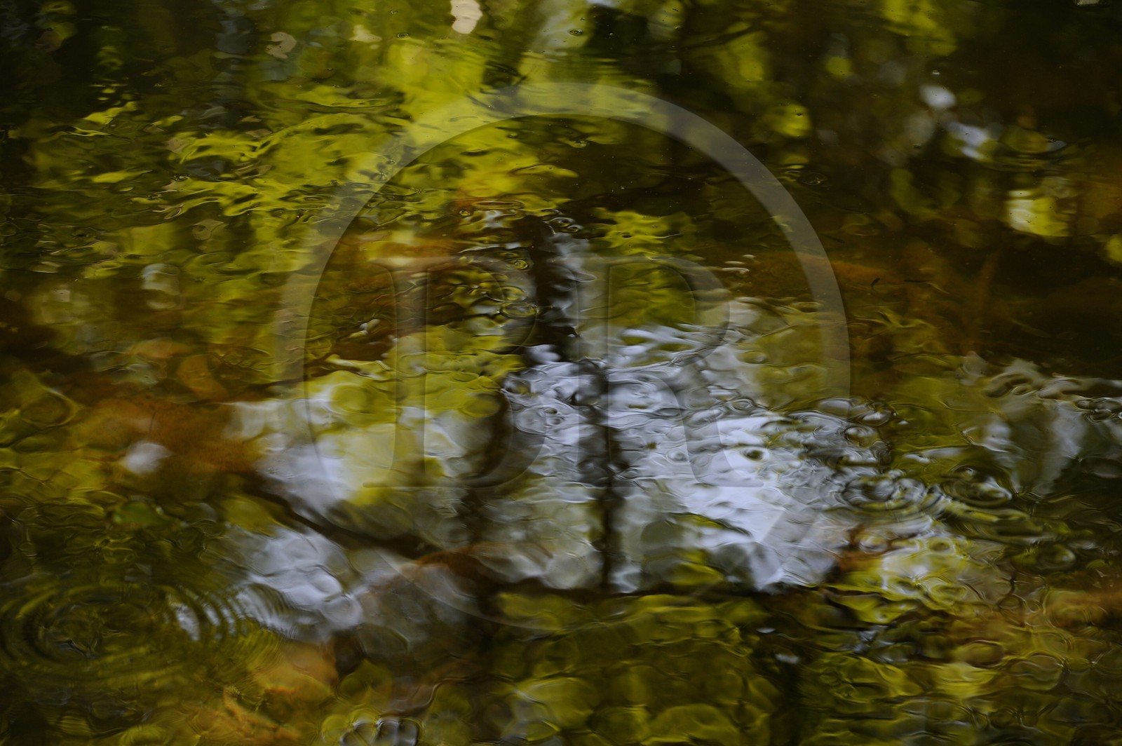 France, Var (83), Provence Verte, Tourves, rivière du Caramy dans les Gorges du Caramy