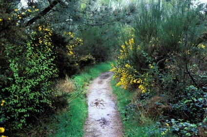 France, Ille et Vilaine, Broceliande forest
