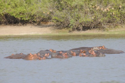 Tanzania, Selous Game Reserve is one of the largest fauna reserves of the world and designated a UNESCO World Heritage Site in 1982, Hippopotamuses on the lake Nzerakera from the Rufiji river