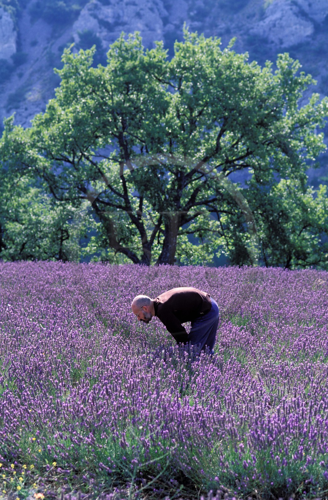 France, Vaucluse (84), Lubéron, commune de Gordes, moine de l'abbaye de Sénanque dans un champ de lavande