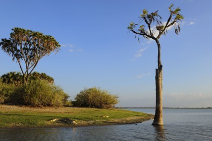 Tanzanie, Reserve de gibier de Selous une des plus grandes zones protégées au monde et inscrite sur la liste du patrimoine mondial de l’Unesco depuis 1982, crocodile du Nil (Crocodylus niloticus) sur le lac Nzerakera formé par la rivière Rufiji