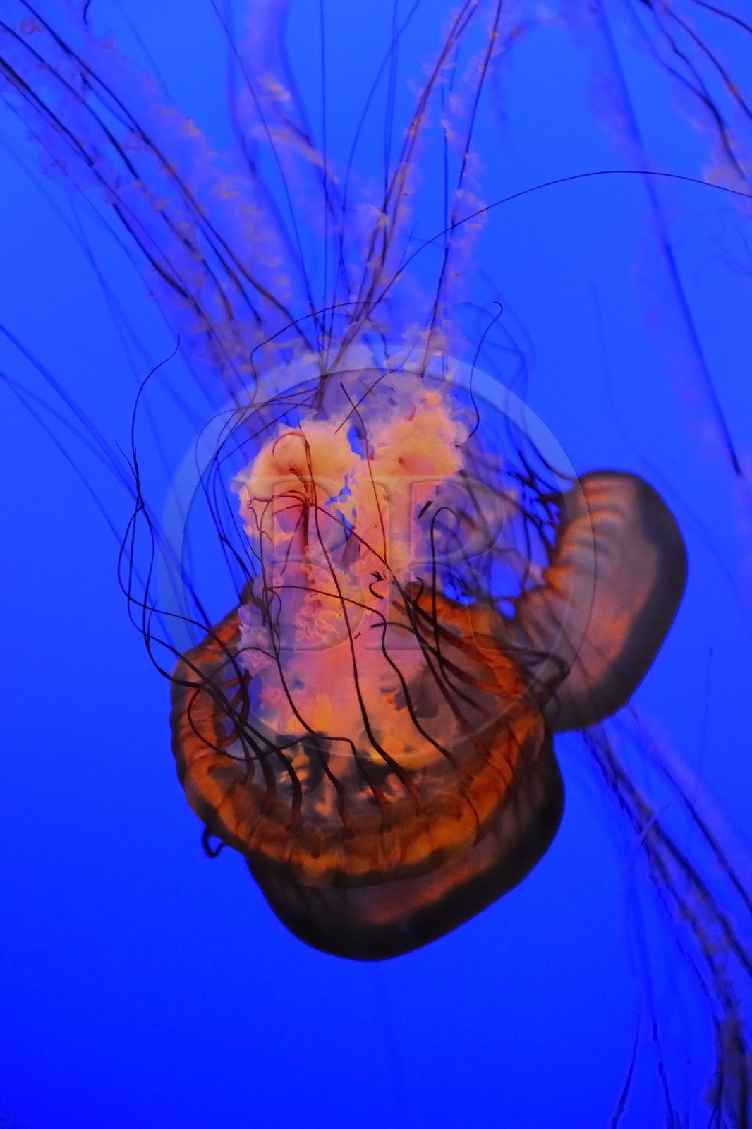 Etats-Unis, Californie, Monterey, le Monterey Bay Aquarium dans Cannery Row, méduses
