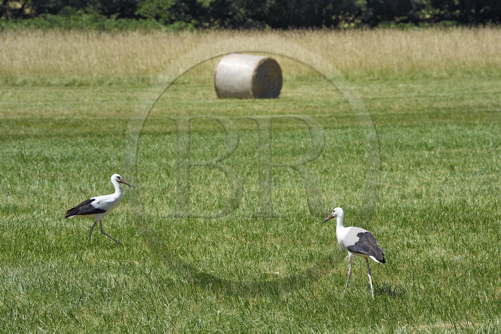 France, Bas-Rhin (67), Route des vins d'Alsace, Eichhoffen, cigognes blanches (Ciconia ciconia) dans un champ