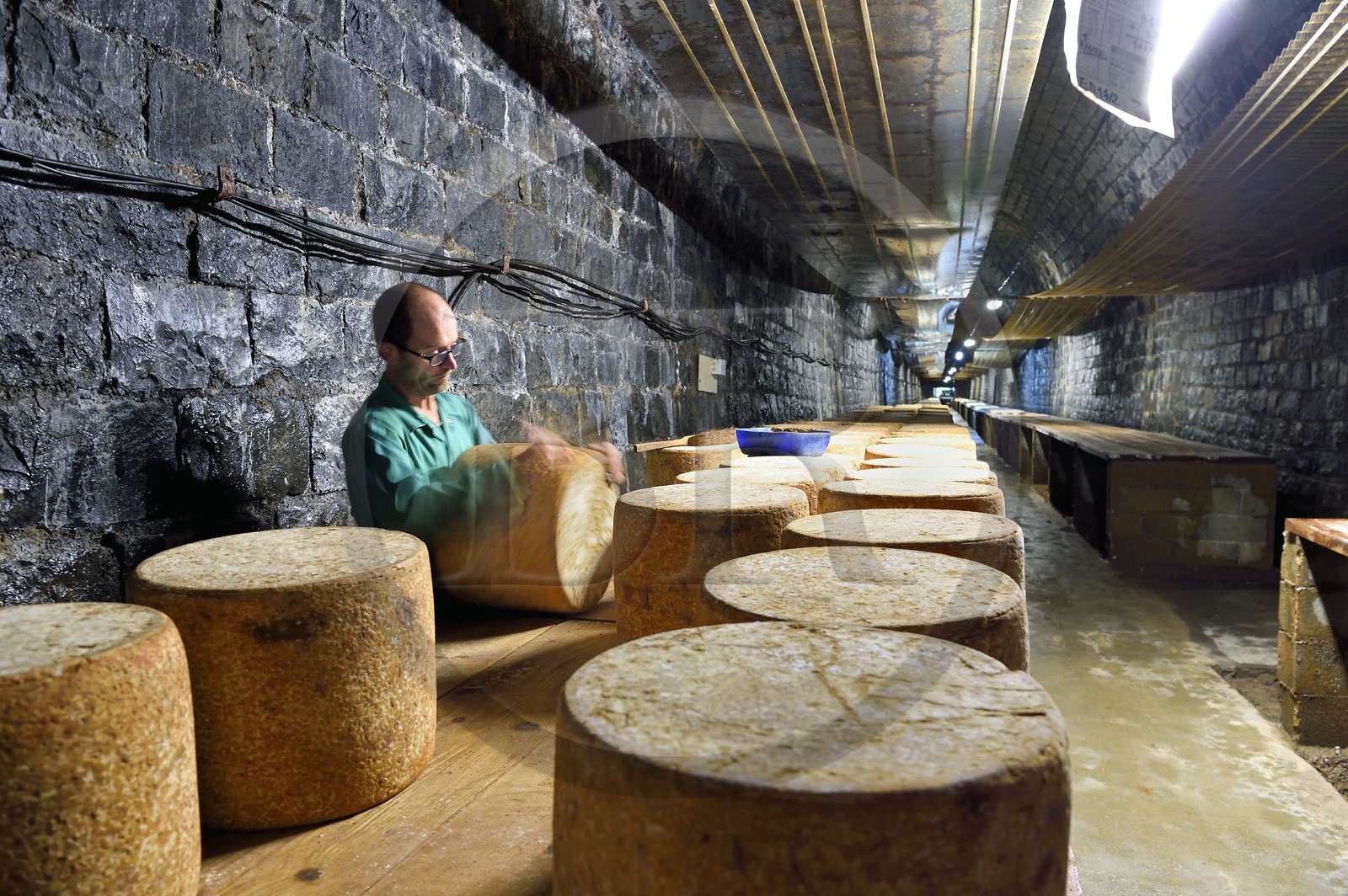 France, Cantal (15), La Chapelle-Laurent, cave d'affinage pour les fromages Marcel Charrade dans l'ancien tunnel ferroviaire de la ligne Saint-Flour - Brioude long d’un kilomètre, l'affineur Gautier Bouchet pratique le retournement des meules de fromage Cantal