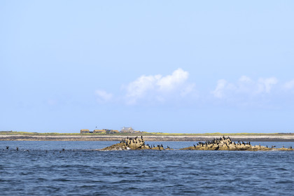 France, Finistère (29), Mer d'Iroise, archipel de Molène, Ile de Quéménès, la ferme et un groupe de cormorans sur les rochers