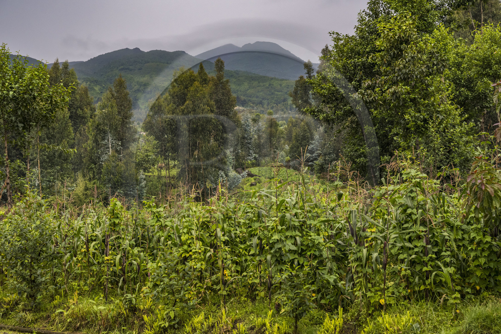 Rwanda, Province du Nord, District de Musanze (Ruhengeri), Busogo, champs de maïs et cultures au pied du mont Karisimbi dans les montagnes des Virunga (en arrière plan) où vivent les gorilles