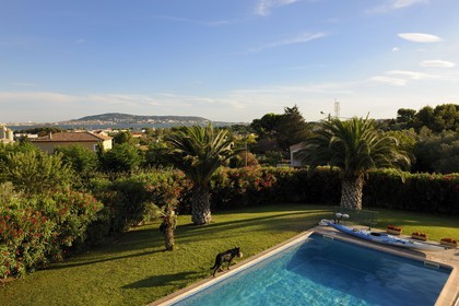 France, Hérault (34), Balaruc-les-Bains, chien au bord d'une piscine avec le Mont Saint-Clair de Sète au fond