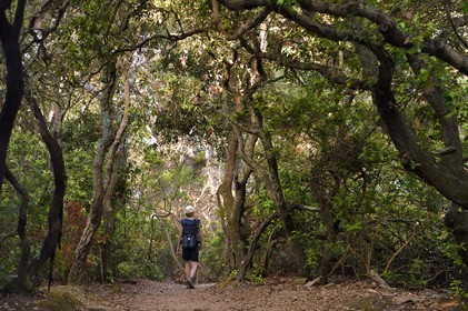 France, Var (83), Iles d'Hyères, parc national de Port Cros, Ile de Port-Cros, randonneuse progressant sur un sentier au coeur d'une forêt de chênes verts