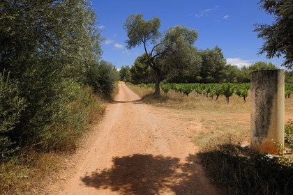 France, Hérault (34), région de Pinet, la voie Domitienne (Via Domitia) et borne milliaire romaine, tronçon bassin de Thau, en dehors des villes c'est un chemin en terre battue sur des couches stratifiées de gravier et de cailloutis