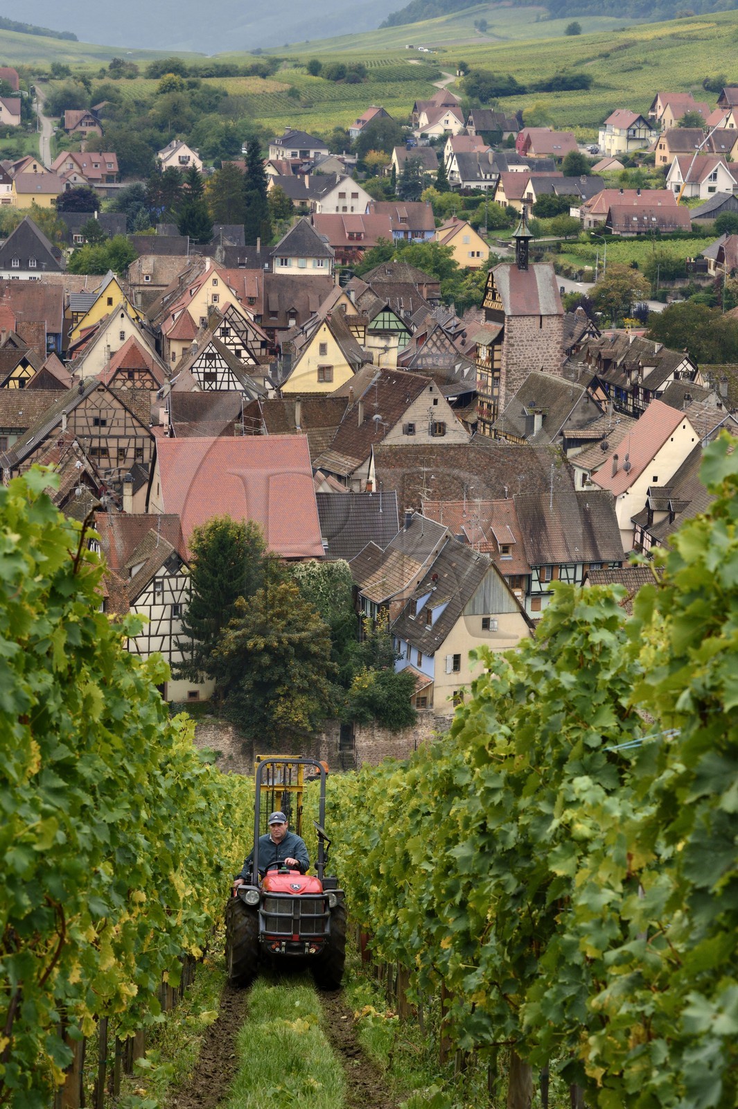 France, Haut-Rhin (68), Route des Vins d'Alsace, Riquewihr, labellisé Les Plus Beaux Villages de France, vendanges sur les coteaux qui surplombent le village
