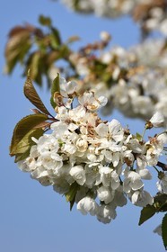 France, Bas Rhin, the Alsace Wine Route, Westhoffen, cherry blossom