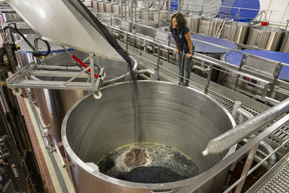 France, Côte-d'Or (21), les climats de Bourgogne classés Patrimoine Mondial de l'UNESCO, Beaune, Cuverie des Hospices de Beaune, mise en cuves thermorégulées du raisin après le tri et l'éraflage sous le controle actif de la régisseur et vinificatrice des Hospices de Beaune Ludivine Griveau