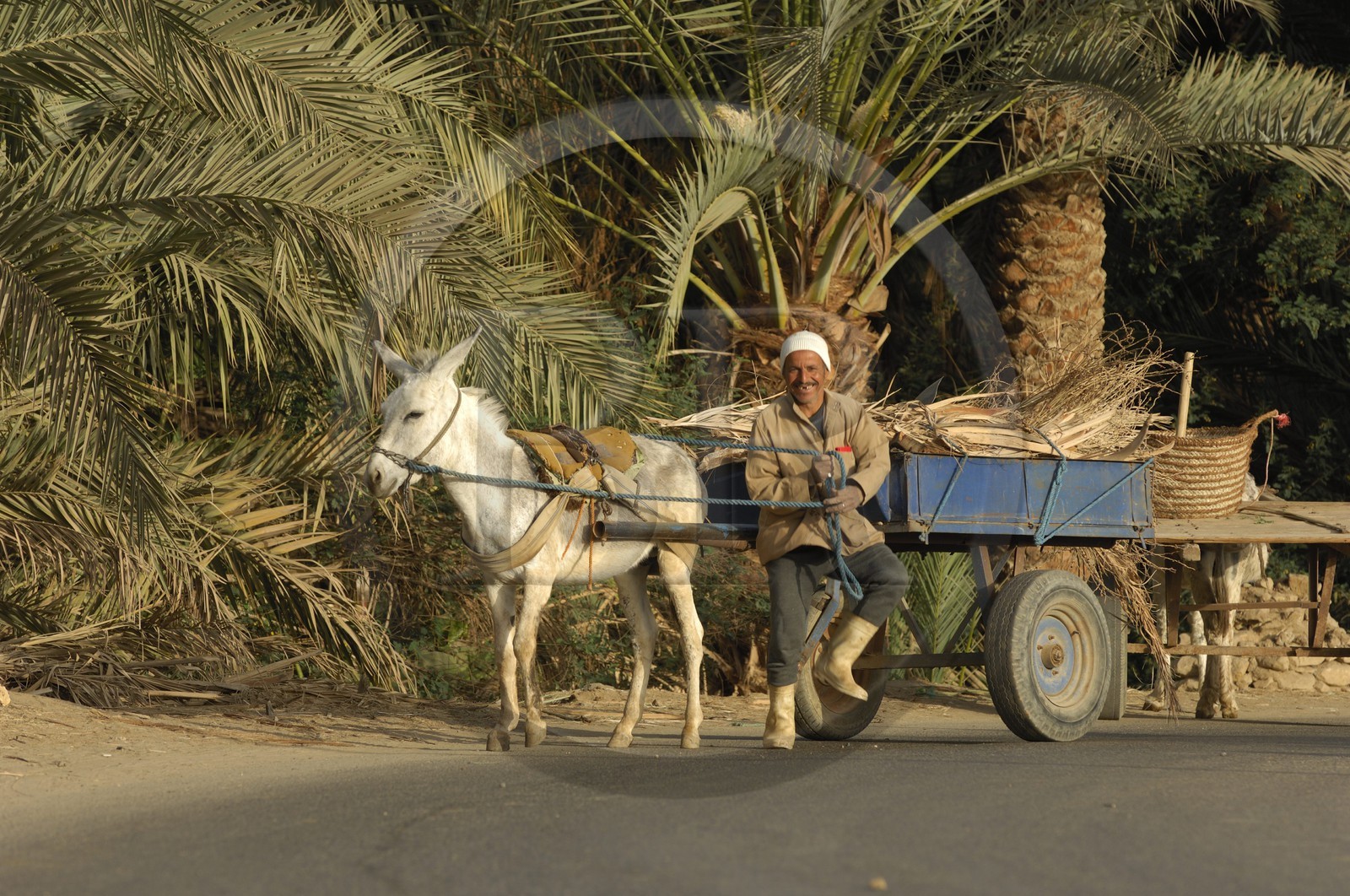 Egypte, Basse-Egypte, désert libyque, oasis de Bahariya (Bahareyya), la palmeraie Egypte, Basse-Egypte, désert libyque, oasis de Bahariya (Bahareyya), la palmeraie