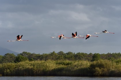 France, Haute-Corse (2B), l'étang de Biguglia (stagnu di Chjurlinu), réserve naturelle de Corse (RNC), vol de Flamants roses (Phoenicopterus roseus)
