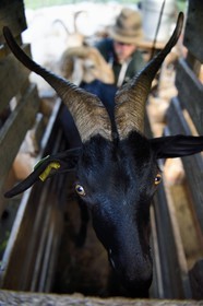 France, Alpes-Maritimes, Roya Valley (Nice hinterland), at the foot of the Mercantour National Park, Tende, Casterino in the Casterine valley, goat