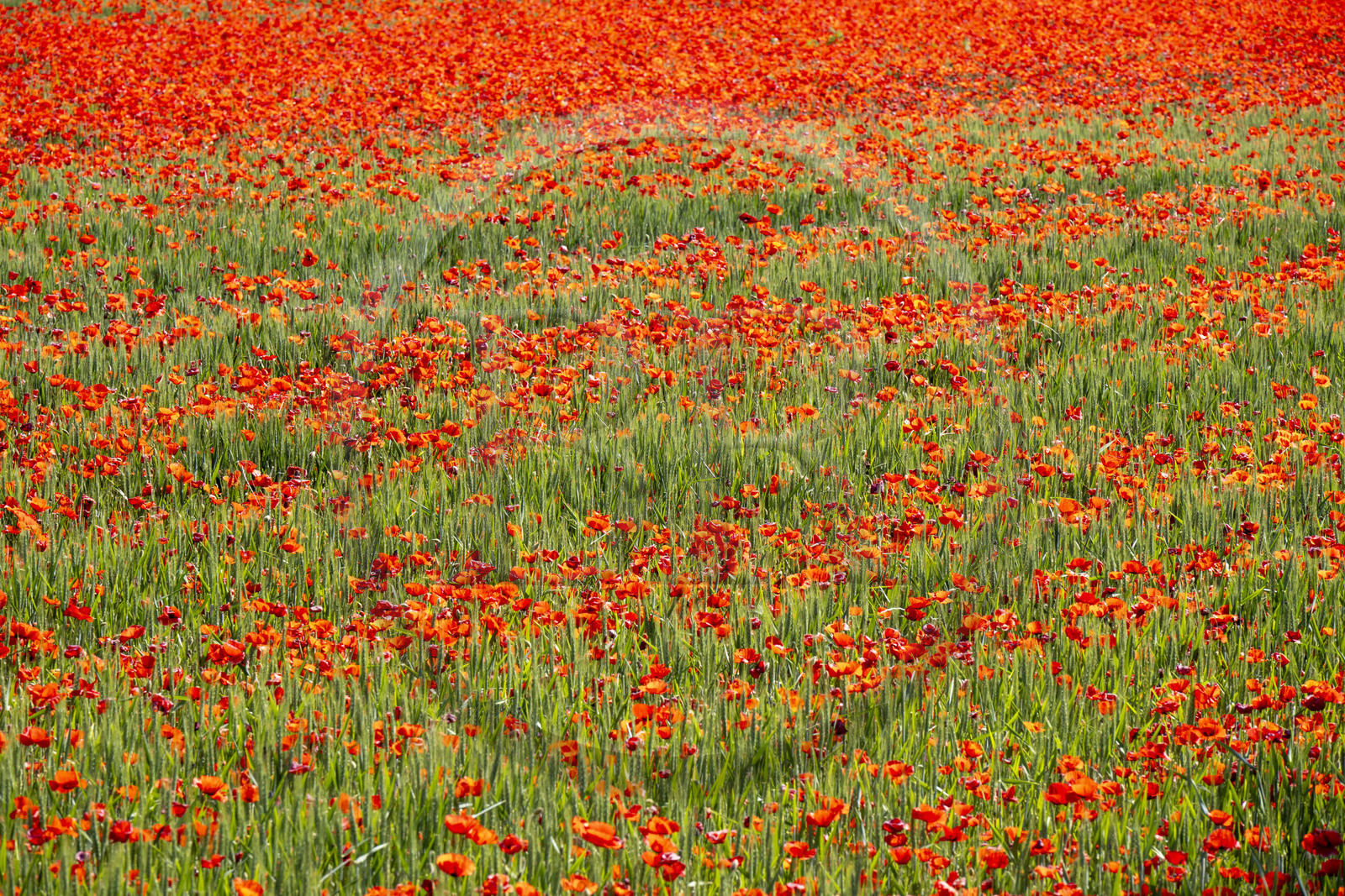 France, Bouches-du-Rhône (13), Mallemort, champ de coquelicots