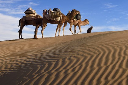 Iran, Province d'Ispahan, désert du Dasht-e Kavir, Mesr dans la région de Khur et Biabanak, caravane de dromadairesdans les dunes du lieu dit de Kuh e-Sefid