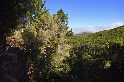 Portugal, Ile de Madère, randonnée par la levada do Alecrim dans La forêt de Rabaçal, la forêt Laurissilva classée Patrimoine Mondial de l'UNESCO, unique vestige de la forêt primaire qui recouvrait le sud de l’Europe il y a des millions d’années, en contrebas la vallée sauvage de 18 km Ribeira da Janela qui descend vers la mer