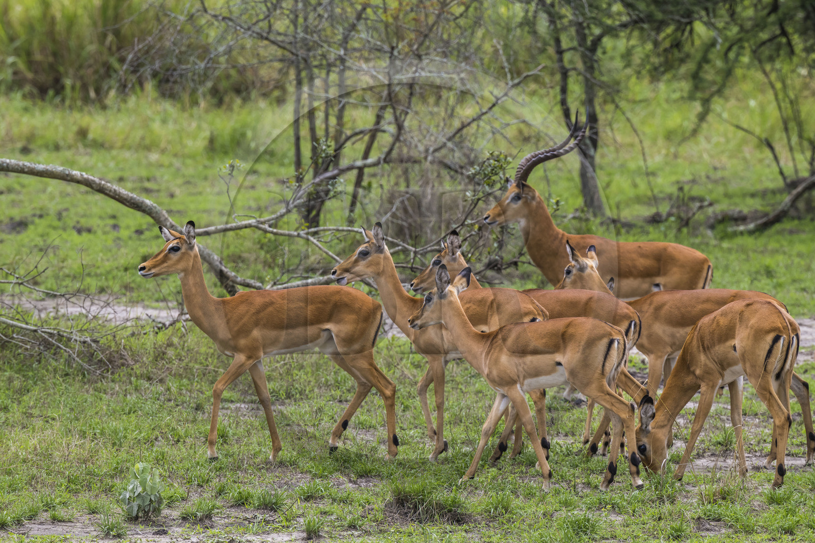 Rwanda, Parc national de l'Akagera, Impala (Aepyceros melampus) Rwanda, Parc national de l'Akagera, Impala (Aepyceros melampus)