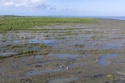 France, Guyane, Cayenne, Pointe Buzaré, la mangrove composée de palétuvier blanc (Laguncularia racemosa) entoure la totalité de la presqu'île de Cayenne, dans une période cyclique future elle disparaitra complétement pour à nouveau laisser place à la mer (vue aérienne)