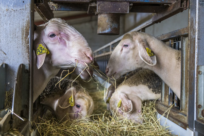 France, Aveyron (12), parc naturel régional des Grands-Causses, Versols-et-Lapeyre, ferme d'Hermilix, brebis Lacaune dont le lait sert pour l'élaboration du roquefort AOP, un bélier à gauche