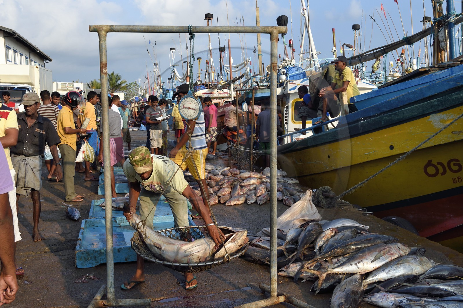 Sri Lanka, Province du Sud, Matara (district), Weligama, port de pêche de Mirissa, pesée et vente de poissons sur le quai au retour de la pêche